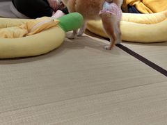 -逗柴咖啡屋·狗咖猫咖宠物桌游