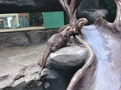 -海合安成都极地海洋公园
