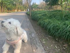 -重庆彩云湖湿地公园