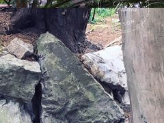 -叶家花园