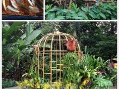 -新加坡飞禽公园