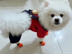 -宠福鑫康馨动物医院·骨科·眼科
