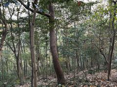 -上海佘山国家森林公园天马山园