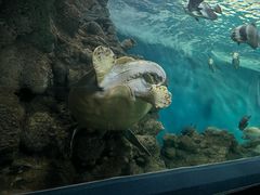 -上海海洋水族馆