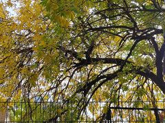 -三里屯东五街银杏大道