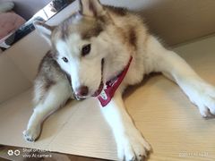 小漂亮-Husky Go! 哈士奇体验馆·宠物咖啡厅狗咖