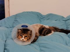 -中农国际动物医院24小时·猫科·骨科·急重症中心