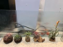 -幸运咖(公园茂直营店)