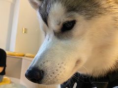 -Husky Go! 哈士奇体验馆·宠物咖啡厅狗咖