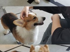 -汪说·狗咖(旺城大厦店)