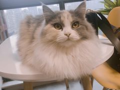 -团子家猫咪猫咖馆·柯基·柯尔鸭
