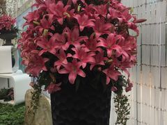 -上海鲜花港