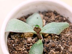 -秦美花卉(天朗·莱茵小城2期店)
