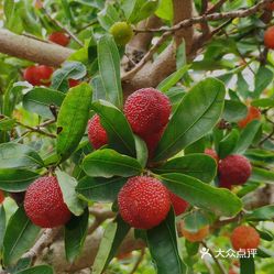 龙海市浮宫无公害杨梅采摘园