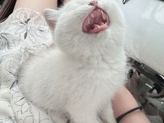 -关爱宠物医院·猫科中心·消化科(滨湖万达分院)