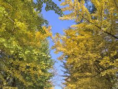 -长白岛森林公园
