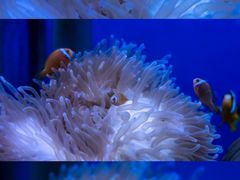 -海合安武汉极地海洋公园