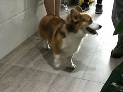 -暖阳宠物医院·犬猫康复中心·骨科