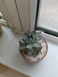 点击看大图 -雍禾植发