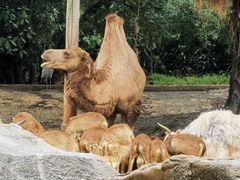 -广州长隆野生动物世界