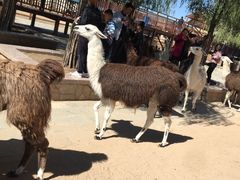 -鄂尔多斯野生动物园