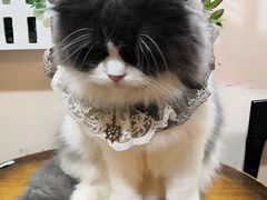 -李小姐の猫咖啡馆(五角场店)
