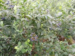 -金谷域澳洲庄园