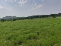 -御道口草原森林风景区