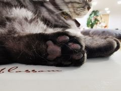 -李小姐の猫咖啡馆(五角场店)