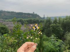 -渭南桃花源民俗文化园