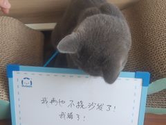 -宠爱国际动物医院· 猫科· 外科·中兽医(长白店)