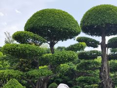-厦门园林博览苑