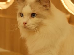 -瞄一喵猫咖(格力海岸店)
