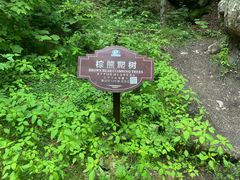 -汤旺河林海奇石景区