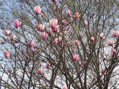 -松山湖梦幻百花洲