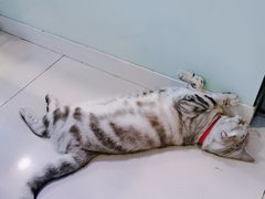 -平行世界·猫咖(首经贸店)
