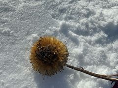 -雪谷