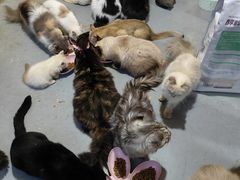 -楼上猫咖(罗湖店)