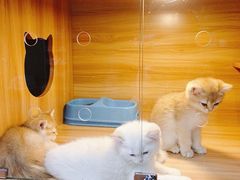 -猫十亿·布偶金渐层·曼基康矮脚猫舍(青年路店)
