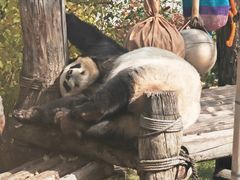-青藏高原野生动物园
