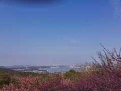 -香雪海