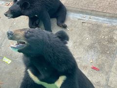 -西霞口神雕山野生动物世界
