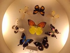-上海大自然野生昆虫馆(东方明珠·爬宠昆虫探索中心)