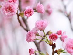 -天适樱花悠乐园