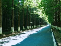 -黄海国家森林公园