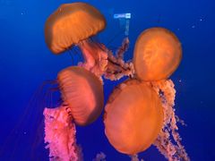 -太平洋海底世界