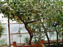 -石家庄市植物园