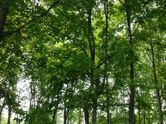 -昆山城市生态森林公园