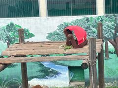 -西霞口神雕山野生动物世界