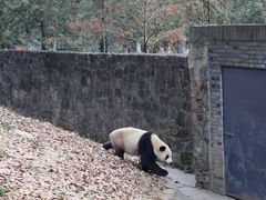 -都江堰中华大熊猫苑